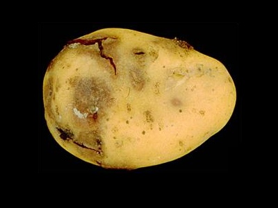 krompir-bolest-a34